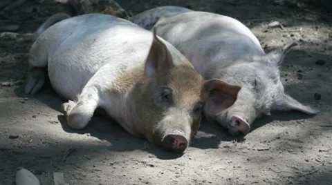 Hogs in a Pen 02 Stock Footage 8156107