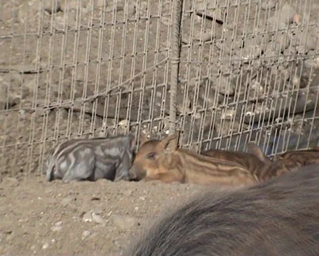 Hogs playing Stock Footage 22569987