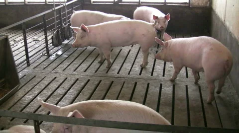 Hogs in Stable 스톡 동영상 280021