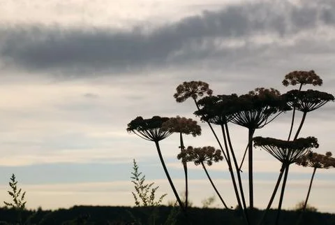 Hogweed in the background of the cloudy sky Stock Photos