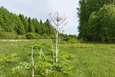 Hogweed. dry stem Stock Photos