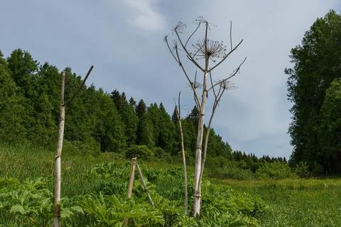 Hogweed. dry stem Stock Photos