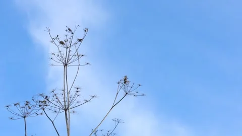 Hogweed flower during the winter. Video stock 304631659