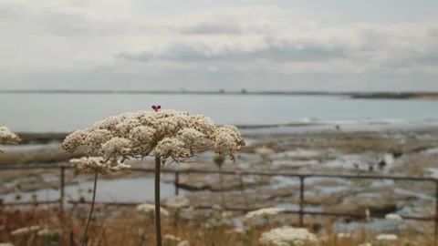 Hogweed flower foreground and seaside coastal background scene stock footage Stock Footage 344784335