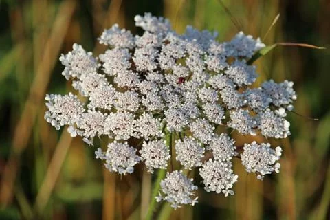 Hogweed flower Foto stock