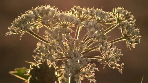 Hogweed Stock Footage 2191259