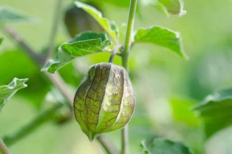 Hogweed, ground cherry Stock Photos