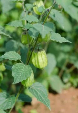 Hogweed, ground cherry Stock Photos