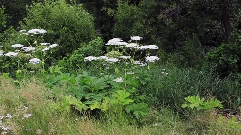 Hogweed grows on the edges of the forest Stock Footage 137976862