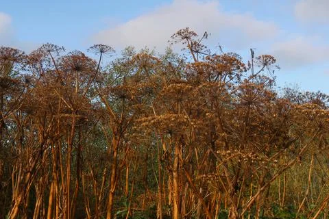 Hogweed Foto stock