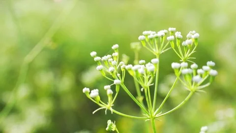 Hogweed at summer Stock Footage 82986786