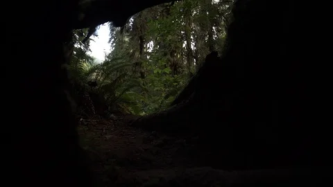 Hoh Forest 27 Stock Footage 118492365