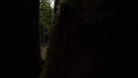Hoh Forest 31 Stock Footage 117877480