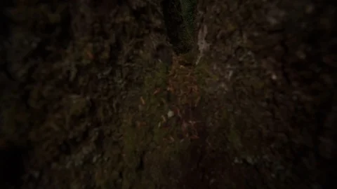 Hoh Forest 32 Stock Footage 117877481