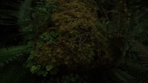 Hoh Forest 33 Stock Footage 117877482