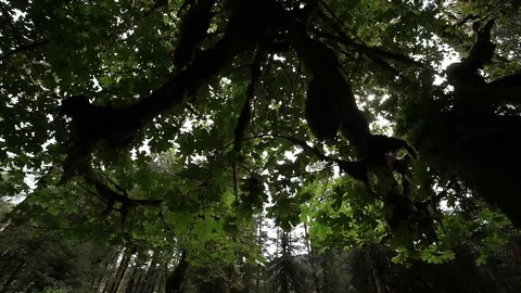 Hoh Forest 34 Stock Footage 117877485