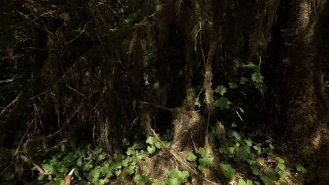 Hoh Forest 37 Stock Footage 117877426