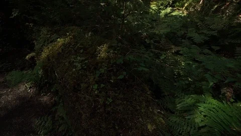 Hoh Forest 38 Stock Footage 117877429