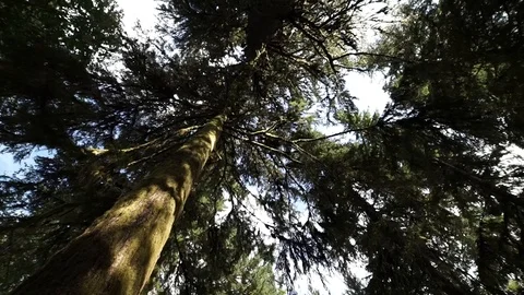 Hoh Forest 39 Stock Footage 117877435