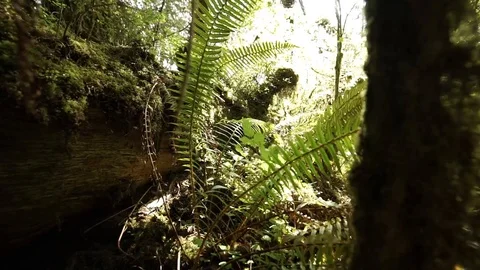 Hoh Forest 40 Stock Footage 117877431