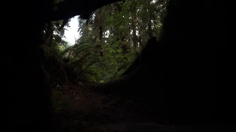 Hoh Forest slow motion 27 Stock Footage 118492359