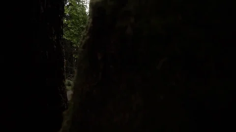 Hoh Forest slow motion 31 Stock Footage 117877434