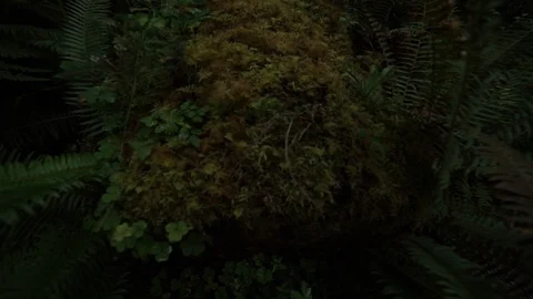 Hoh Forest slow motion 33 Stock Footage 117877443