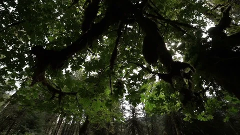 Hoh Forest slow motion 34 Stock Footage 117877442