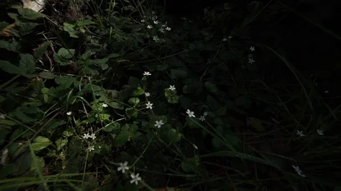 Hoh Forest slow motion 36 Stock Footage 117877450