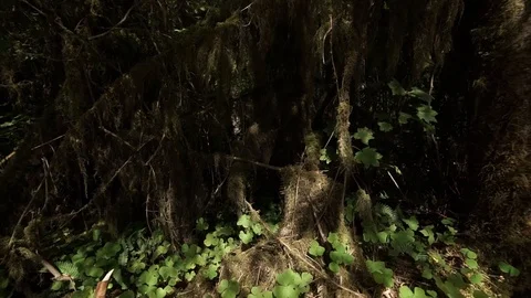 Hoh Forest slow motion 37 Stock Footage 117877451