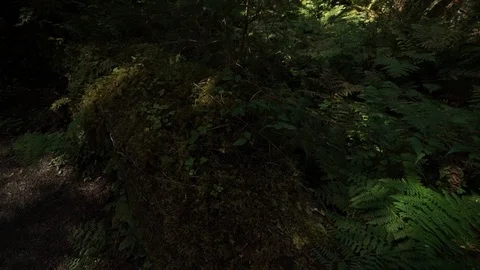 Hoh Forest slow motion 38 Stock Footage 117877453