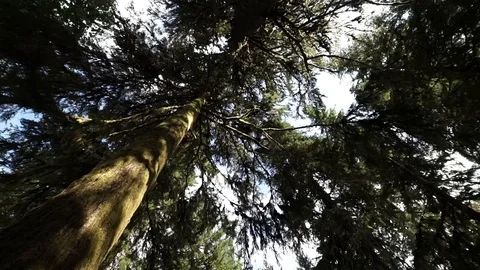 Hoh Forest slow motion 39 Stock Footage 117877477