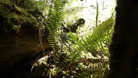 Hoh Forest slow motion 40 Stock Footage 117877455