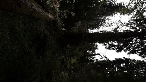 Hoh Forest vertical 5 Stock Footage 117877463