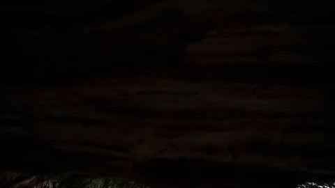 Hoh Forest vertical slow motion 4 Stock Footage 117877467