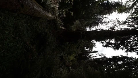 Hoh Forest vertical slow motion 5 Stock Footage 117877472