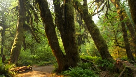 Hoh Rain Forest Hall of Mosses Trail and Fern Understory Vídeo Stock 339275441