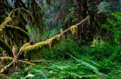 Hoh Rain forest in Olympic National Park Stock Photos