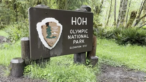 Hoh Rain Forest Sign, Olympic National Park Stock Footage 320810470