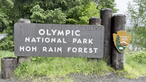 Hoh Rain Forest Sign, Olympic National Park Stock Footage 320810473