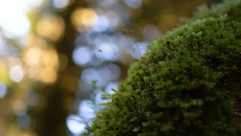 Hoh Rainforest Broll Video stock 274407721