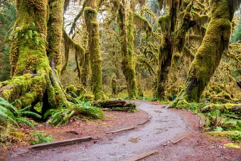 Hoh Rainforest Loop Trail in Olympic National Park at Olympic National Park.. Foto stock