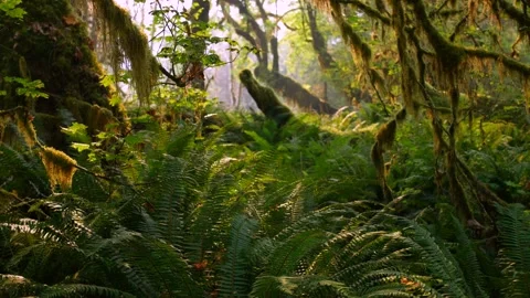 Hoh Rainforest: Old-Growth Forest &amp; Moss (4K) Stock Footage 339270411