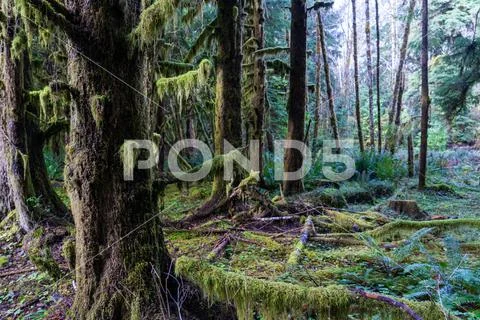 Hoh Rainforest in Olympic National Park Stock Photos