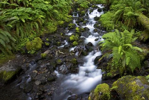 Hoh Rainforest stream Stock Photos