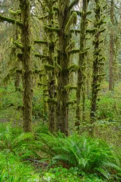 Hoh Rainforest view Stock Photos