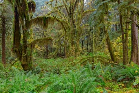 Hoh Rainforest view Stock Photos
