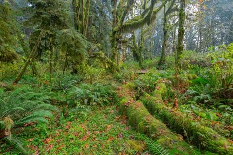 Hoh Rainforest view Stock Photos
