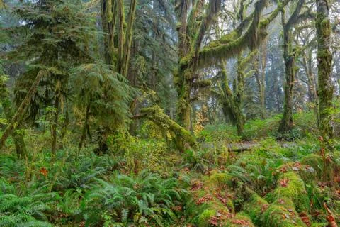 Hoh Rainforest view Stock Photos