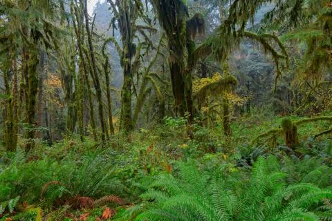 Hoh Rainforest view Stock Photos